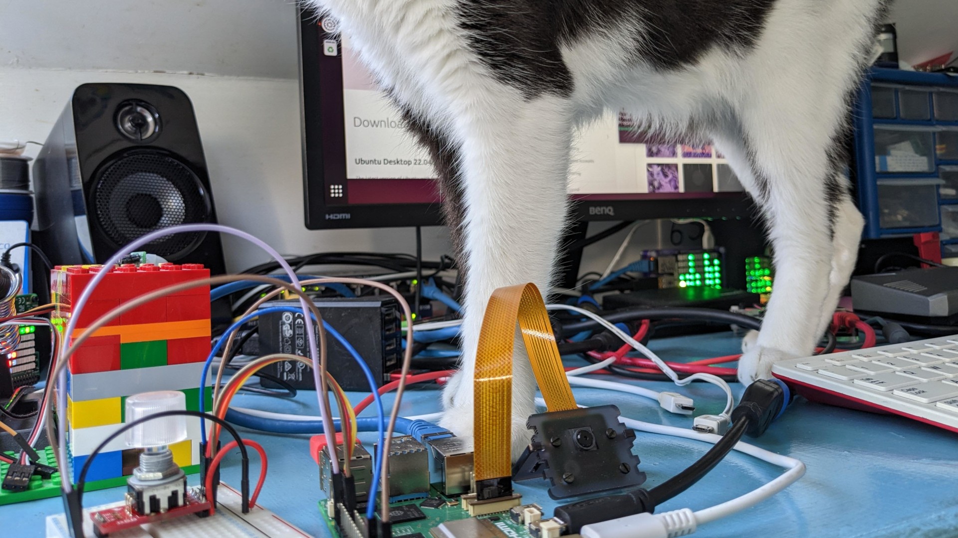 In the foreground, the Pi 5 setup from the prior image can be seen (breadboard on the left, Pi 5 in the middle, camera module on the right). Behind the breadboard are some colourful lego bricks with some jumper leads trailing out of them, and a soldering iron barely visible behind them. To the right is the edge of a keyboard, and behind it a set of small drawers containing electronic components. To the rear of the desk can be seen a speaker, a monitor showing Firefox, and the background selections of Ubuntu Mantic. But not much else can be seen because of the black and white cat standing indignantly in the middle of the desk, blocking the view.